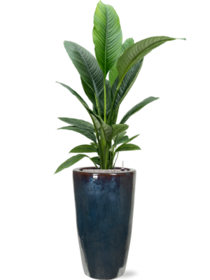 Spathiphyllum 'Sensation' en Plain