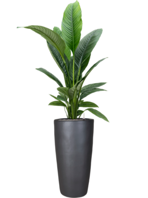 Spathiphyllum 'Sensation' en Plain