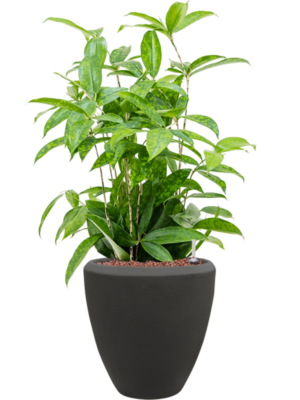 Dracaena surculosa en Baq Polystone Plain