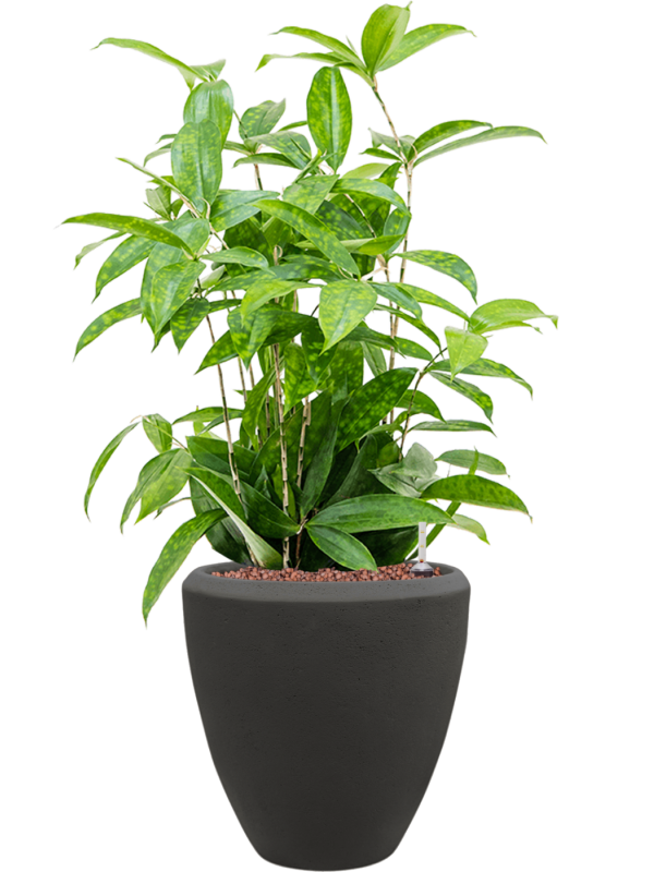 Dracaena surculosa en Baq Polystone Plain