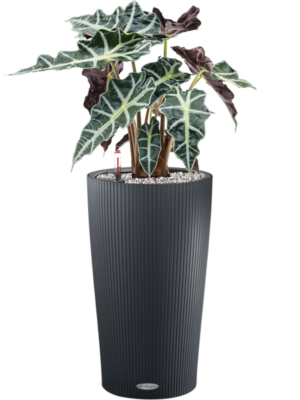 Alocasia 'Polly' en Lechuza Cilindro 23