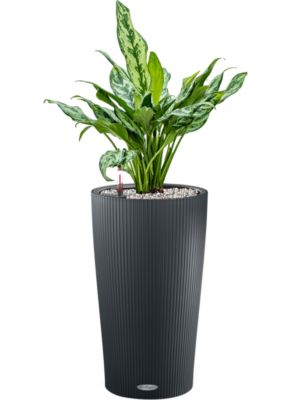 Aglaonema 'Miss Julliete' en Lechuza Cilindro 23