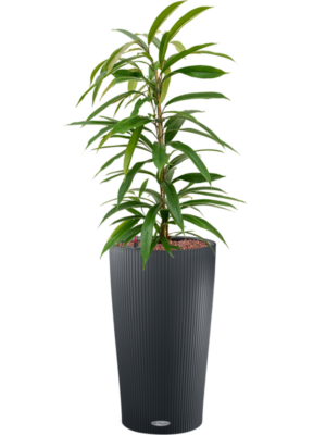 Ficus binnendijkii 'Amstel King' en Lechuza Cilindro 23
