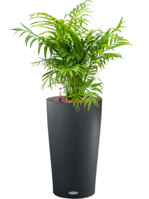 Chamaedorea elegans en Lechuza Cilindro 23