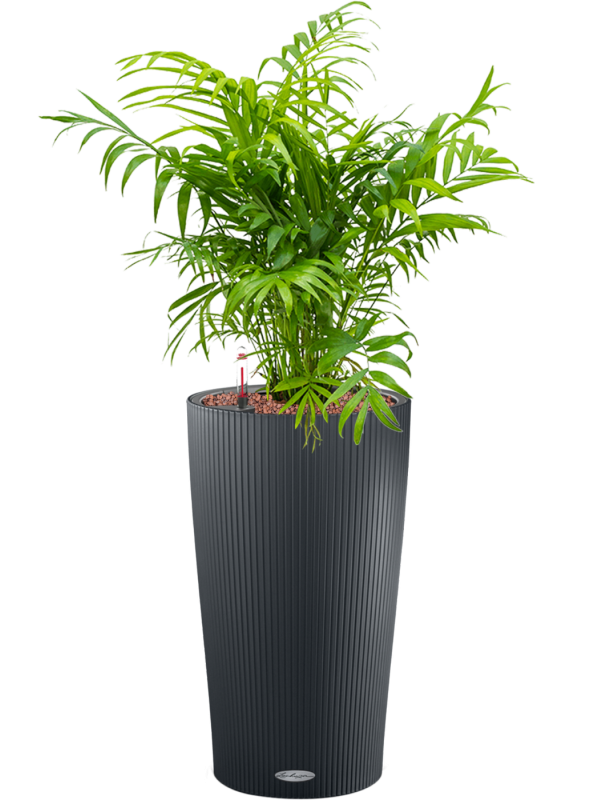 Chamaedorea elegans en Lechuza Cilindro 23