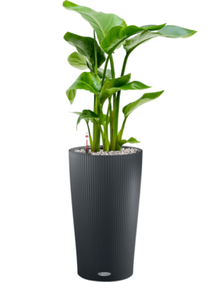 Strelitzia nicolai en Lechuza Cilindro 23