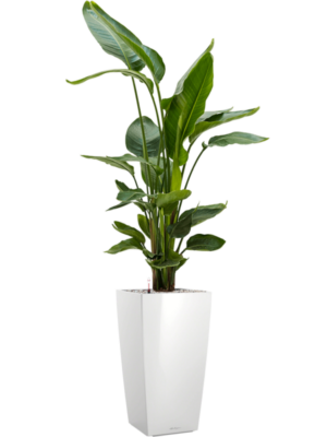 Strelitzia nicolai en Lechuza Cubico