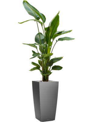 Strelitzia nicolai en Lechuza Cubico