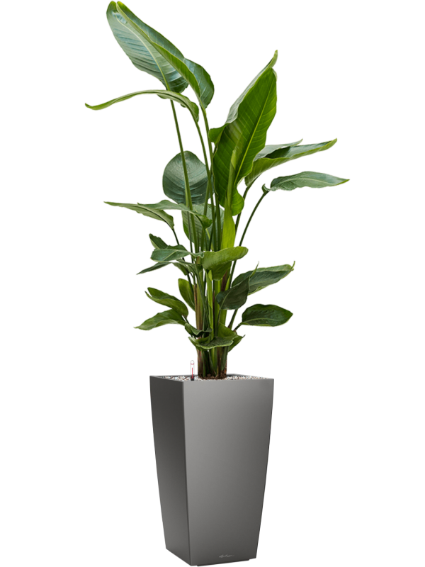Strelitzia nicolai en Lechuza Cubico