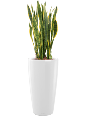 Sansevieria trifasciata 'Laurentii' en Lechuza Rondo