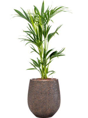 Kentia (Howea) forsteriana en Baq Opus Hit