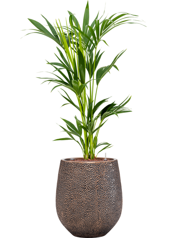 Kentia (Howea) forsteriana en Baq Opus Hit