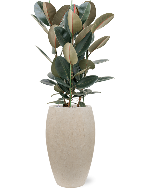 Ficus elastica 'Abidjan' en Baq Raindrop