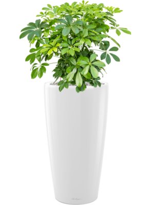 Schefflera arboricola 'Compacta' en Lechuza Rondo