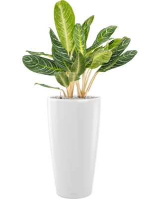 Aglaonema 'Key Lime' en Lechuza Rondo