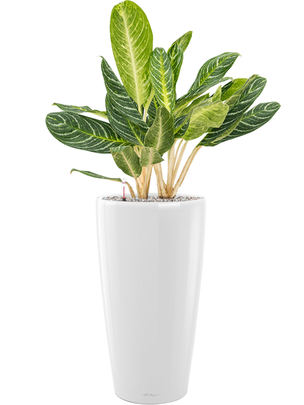 Aglaonema 'Key Lime' en Lechuza Rondo