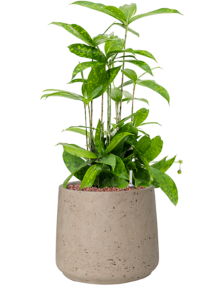 Dracaena surculosa en Rough