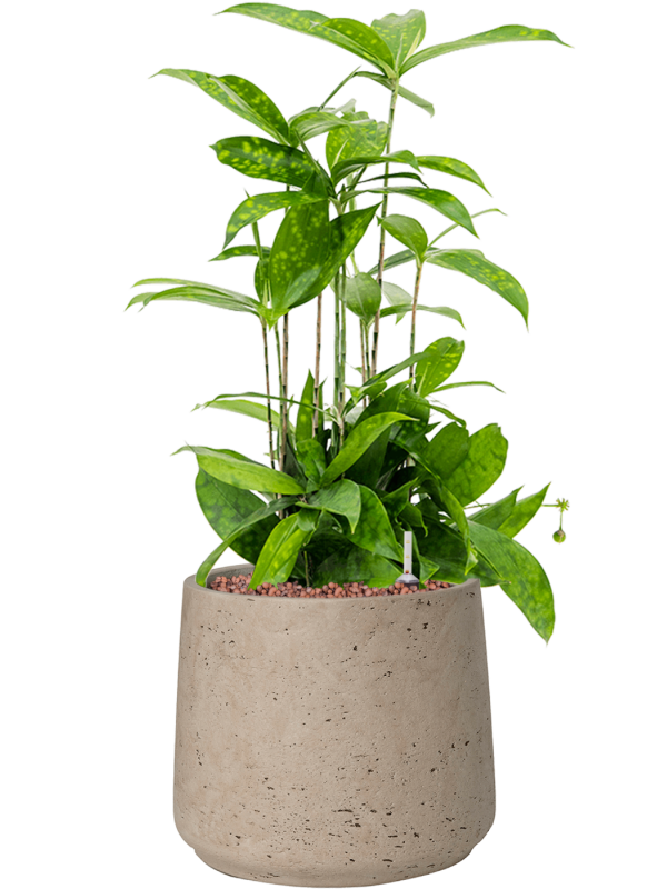 Dracaena surculosa en Rough, Pottery Pots