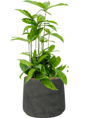 Dracaena surculosa en Rough