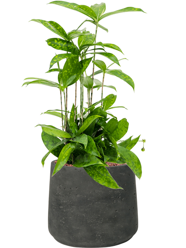 Dracaena surculosa en Rough, Pottery Pots