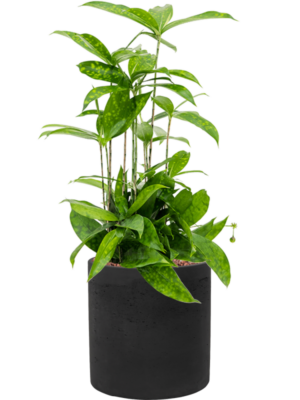 Dracaena surculosa en Rough