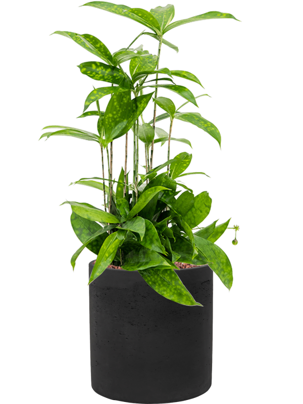 Dracaena surculosa en Rough, Pottery Pots