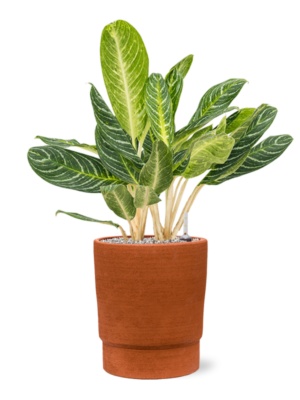 Aglaonema 'Key Lime' en Chao