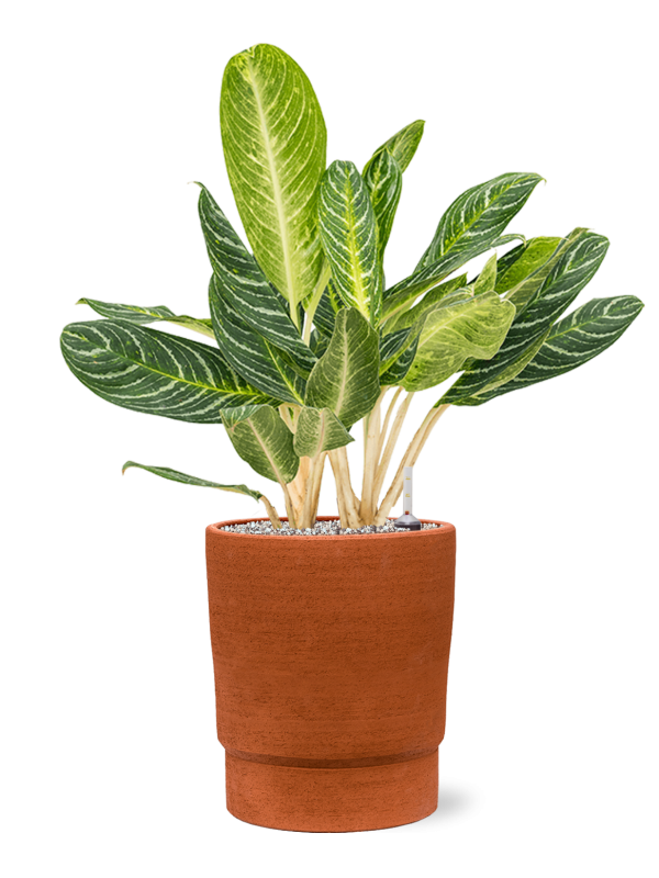Aglaonema 'Key Lime' en Chao, 1240C