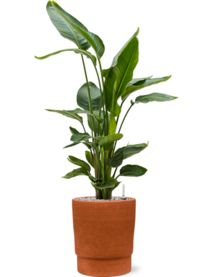 Strelitzia nicolai en Chao