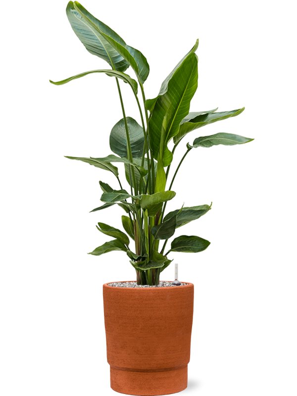 Strelitzia nicolai en Chao, 1240C