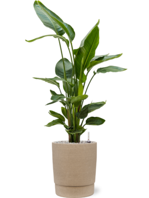 Strelitzia nicolai en Chao