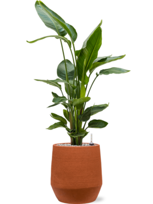 Strelitzia nicolai en Humus