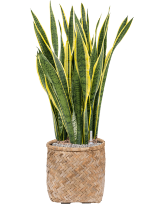 Sansevieria trifasciata 'Laurentii' en Bohemian