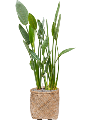 Strelitzia reginae en Bohemian