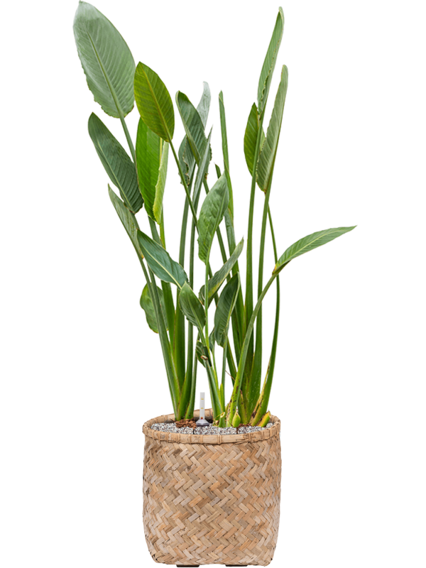 Strelitzia reginae en Bohemian, Pottery Pots