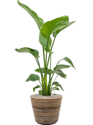 Strelitzia nicolai en Drypot Rattan Stripe