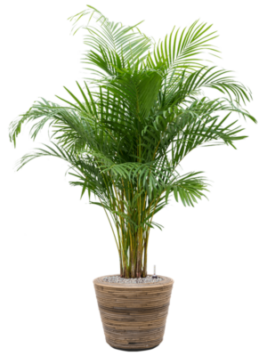 Dypsis (Areca) lutescens en Drypot Rattan Stripe