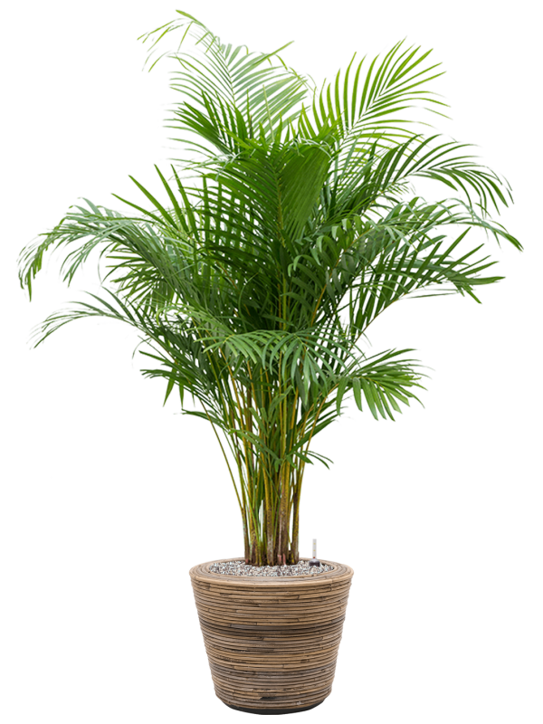 Dypsis (Areca) lutescens en Drypot Rattan Stripe, van der Leeden