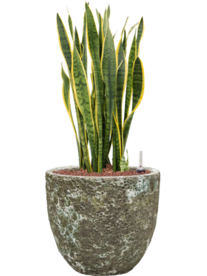 Sansevieria trifasciata 'Laurentii' en Baq Lava