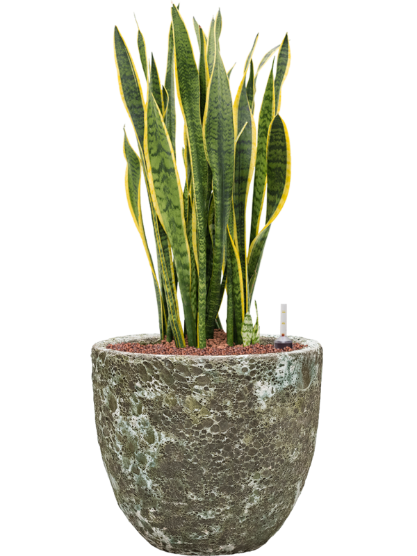 Sansevieria trifasciata 'Laurentii' en Baq Lava