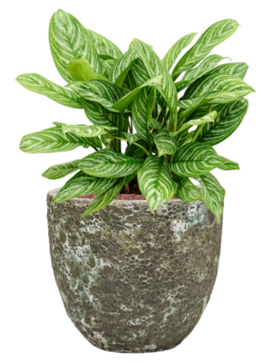 Aglaonema 'Stripes' en Baq Lava