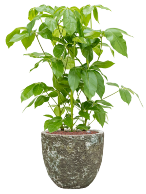 Schefflera actinophylla 'Amate' en Baq Lava