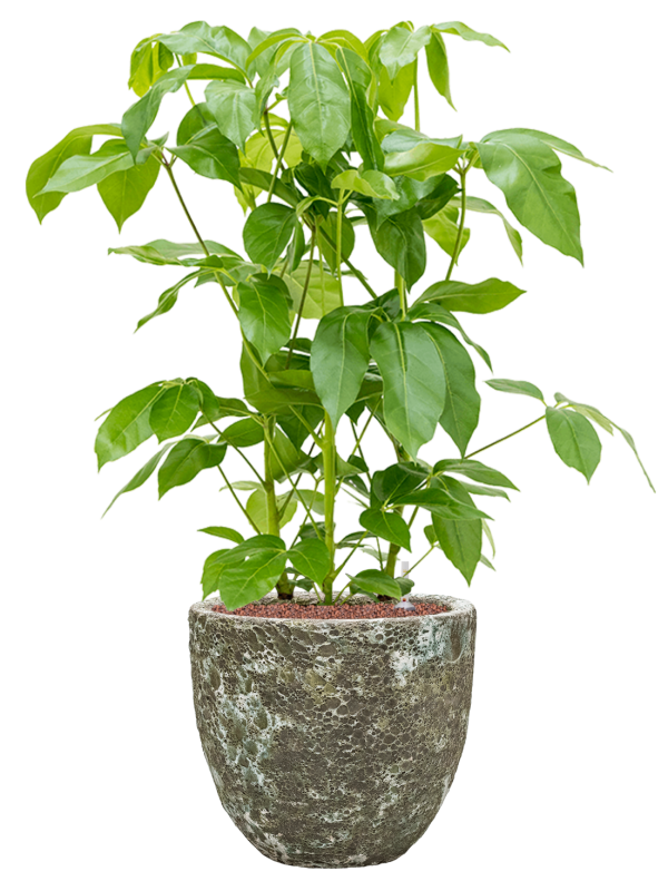 Schefflera actinophylla 'Amate' en Baq Lava
