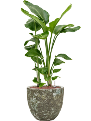 Strelitzia nicolai en Baq Lava
