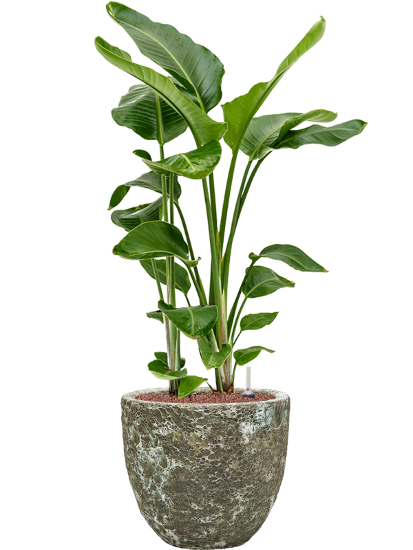 Strelitzia nicolai en Baq Lava