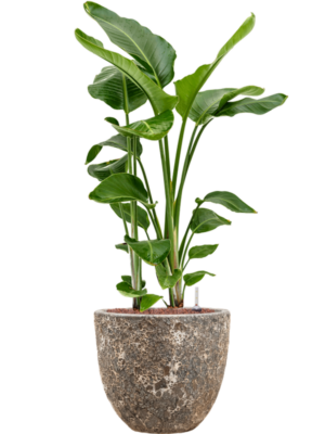 Strelitzia nicolai en Baq Lava