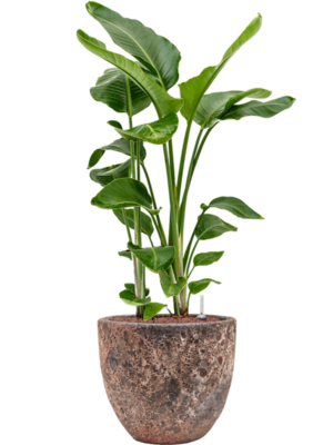 Strelitzia nicolai en Baq Lava