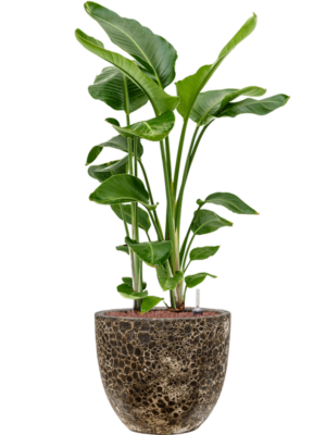 Strelitzia nicolai en Baq Lava