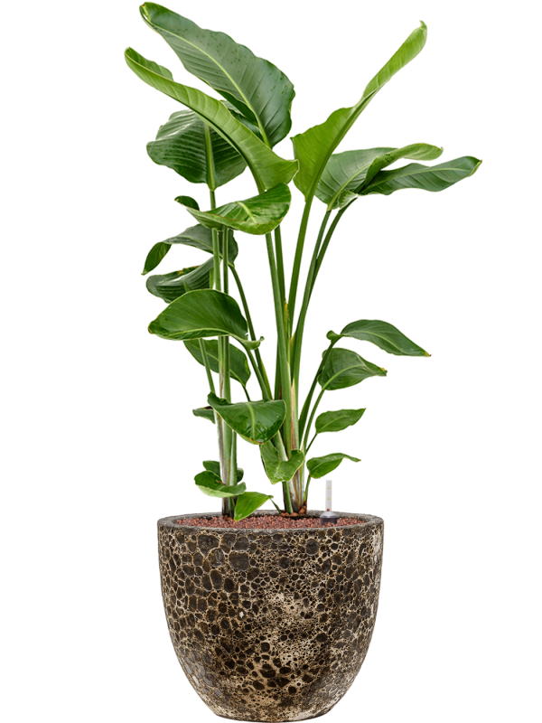 Strelitzia nicolai en Baq Lava