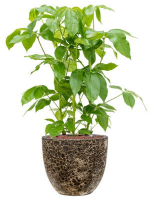 Schefflera actinophylla 'Amate' en Baq Lava